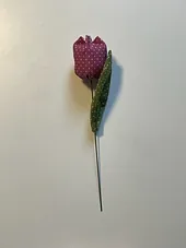 Tulipan okrasni - 1 kos