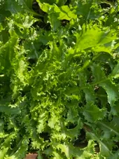 Solata endivija 1 kg