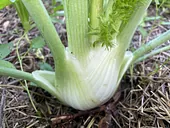 Koromač 1 kg