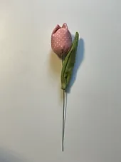 Tulipan okrasni - 1 kos
